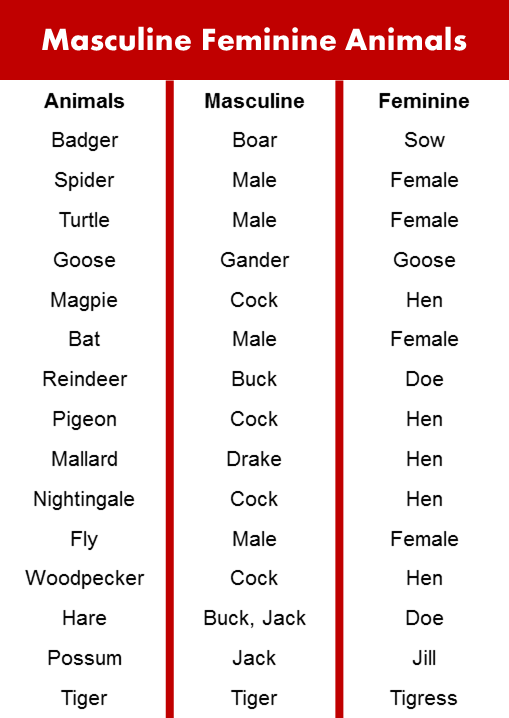 Examples Of Masculine Feminine Gender List Off