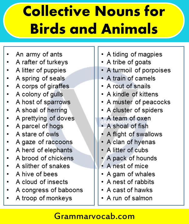 List of Collective Nouns for Birds and Animals