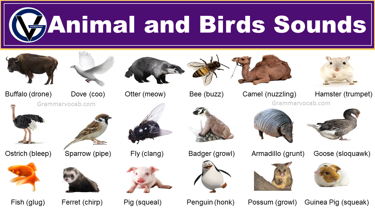 100+ Animal and Birds Sounds List - Vocabulary - GrammarVocab
