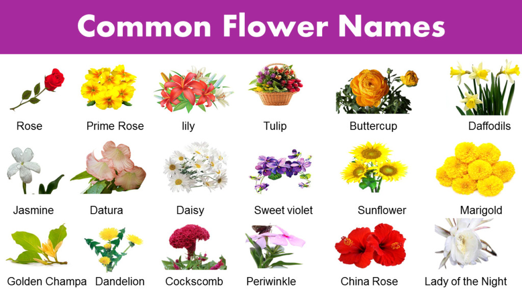 List of Common Flower Names - Flower Vocabulary - GrammarVocab