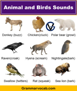 100+ Animals and Birds Sound List - Vocabulary - GrammarVocab