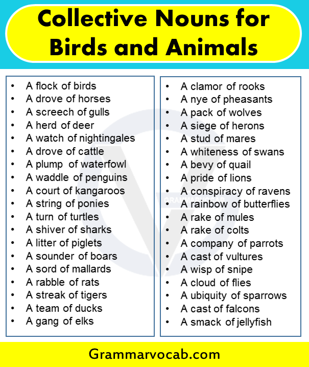 Collective Nouns for Birds and Animals