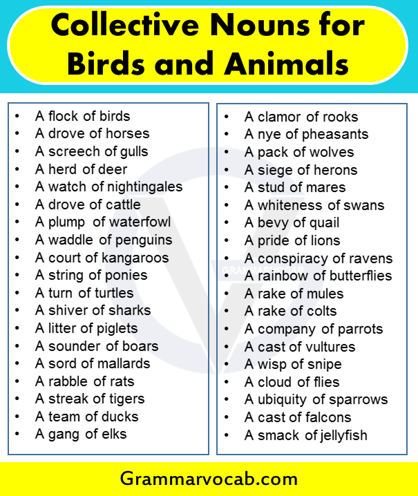 list-of-collective-nouns-for-birds-and-animals-grammarvocab