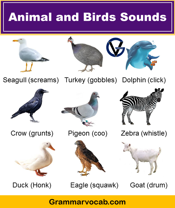 animal sounds list pdf