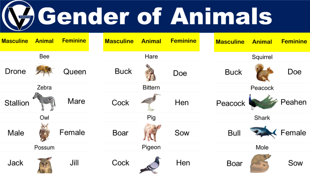 Masculine and Feminine Gender of Animals List - GrammarVocab