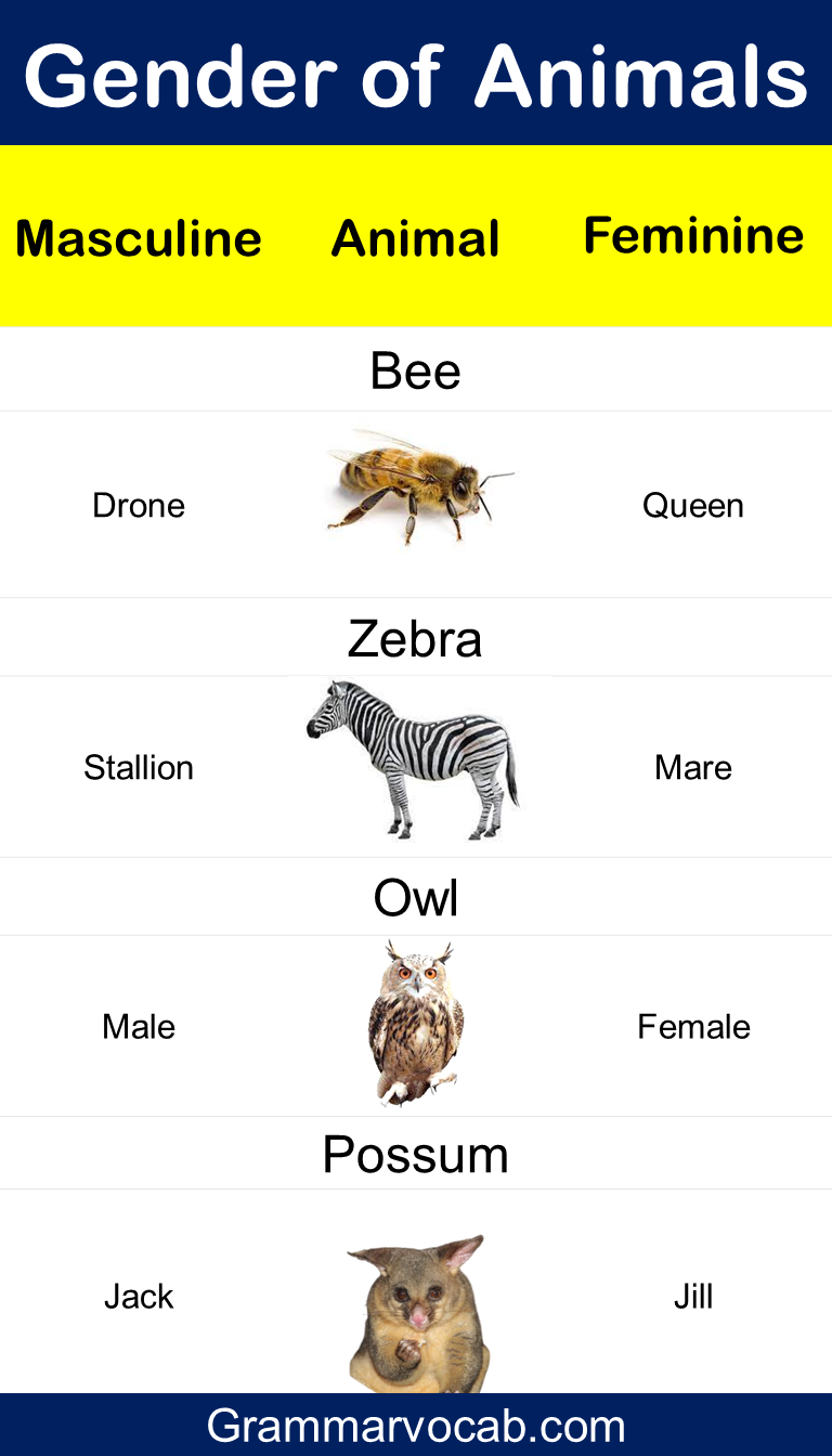 Animals vocabulary