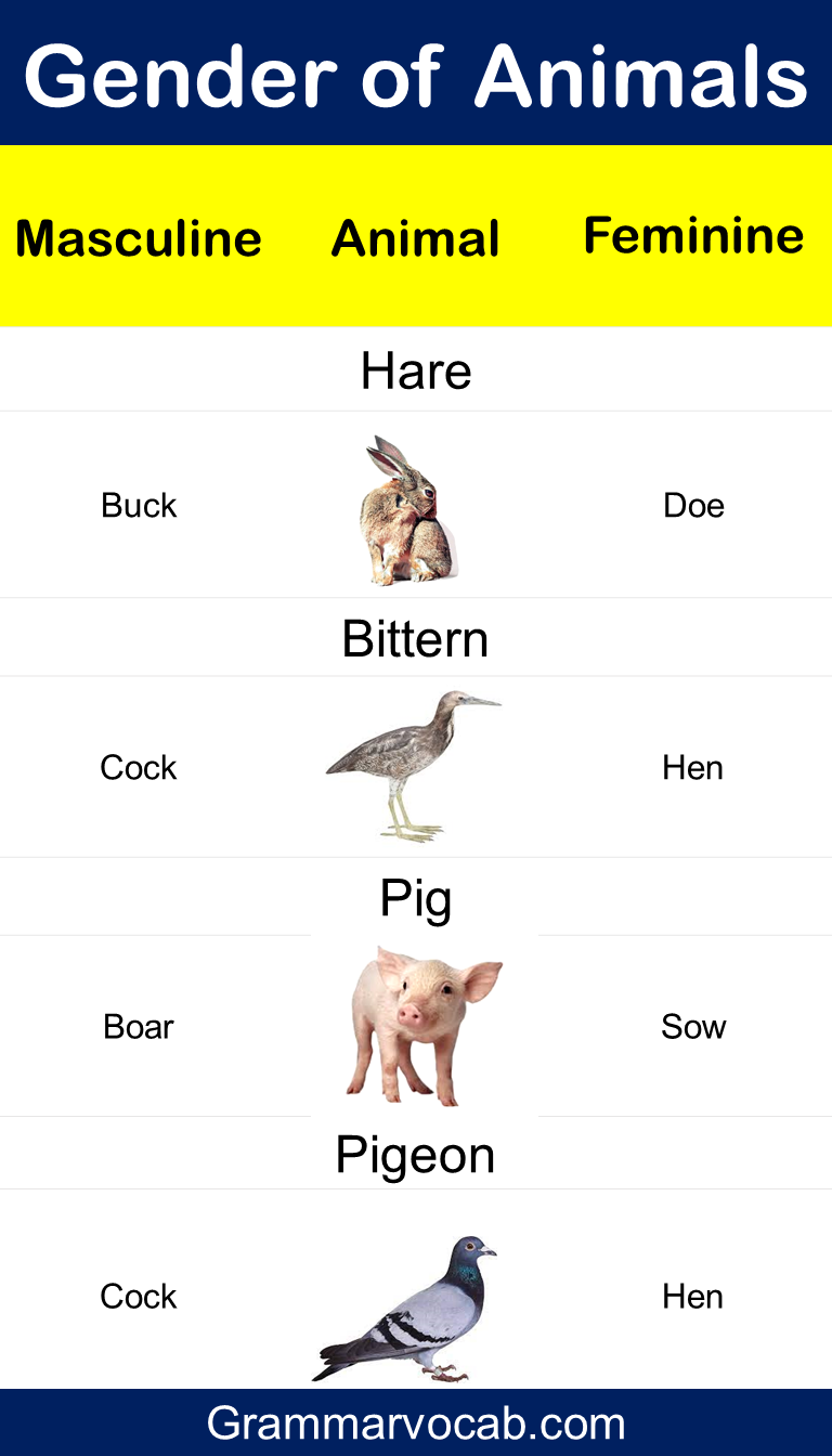 Male and Female Animals Name