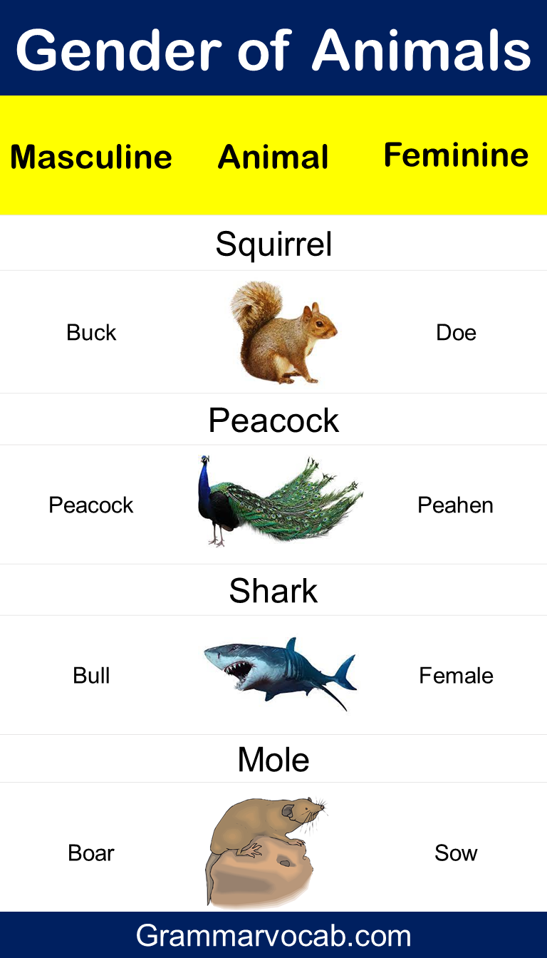 male and female animals list