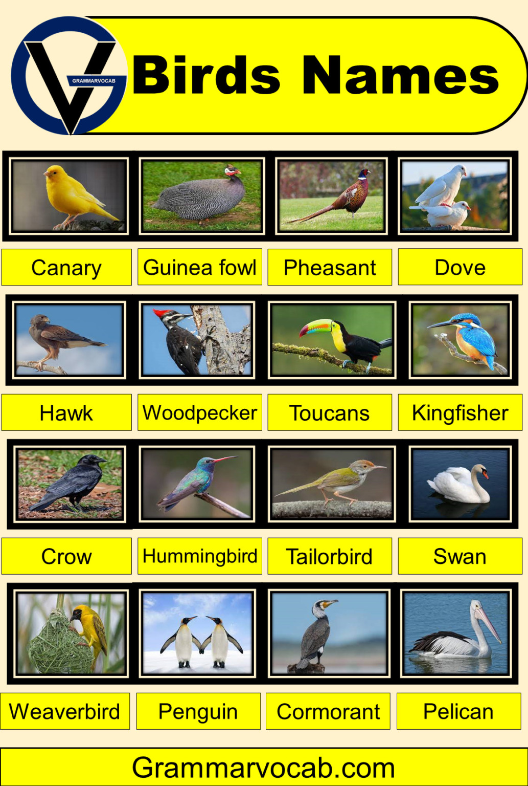 50-common-birds-names-with-pictures-birds-vocabulary-grammarvocab