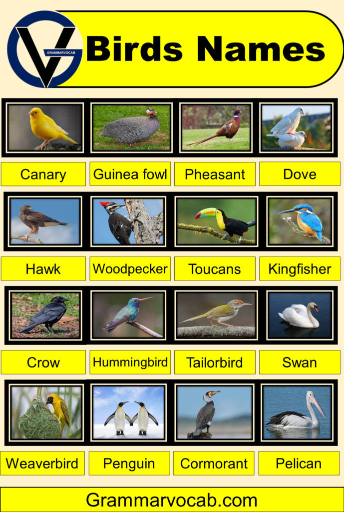 50+ Common birds names with pictures - Birds Vocabulary - GrammarVocab