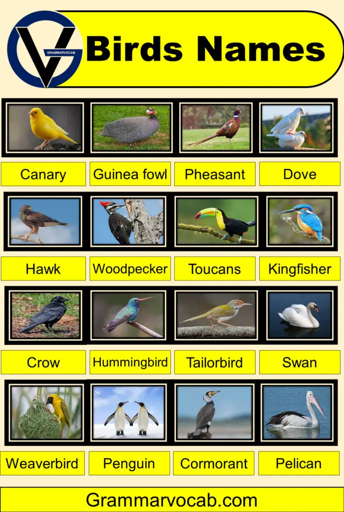 birds pictures with their names