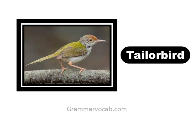 birds names with pictures for kids