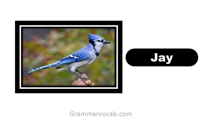 birds names in english