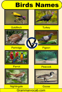 50+ Common birds names with pictures - Birds Vocabulary - GrammarVocab