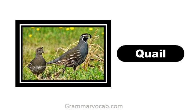 learn birds names in english