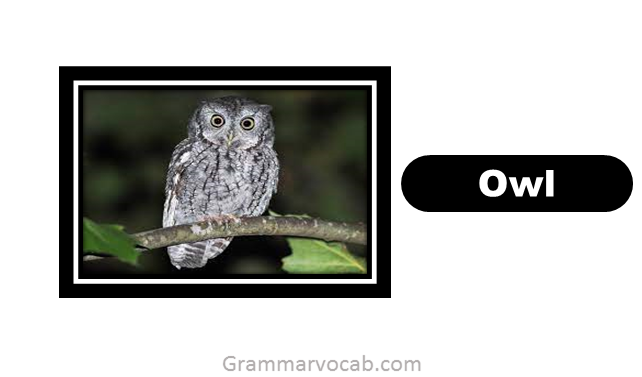 learn birds names in english