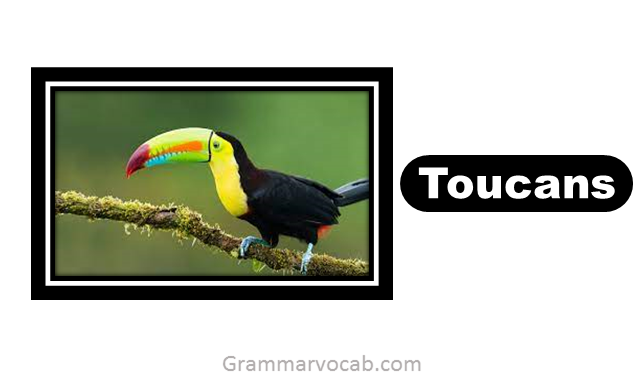birds vocabulary