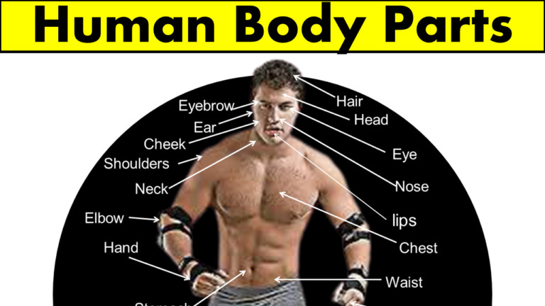 human-body-parts-in-english-with-images-grammarvocab