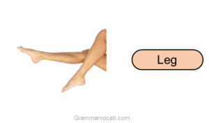 Human Body Parts in English With Images - GrammarVocab