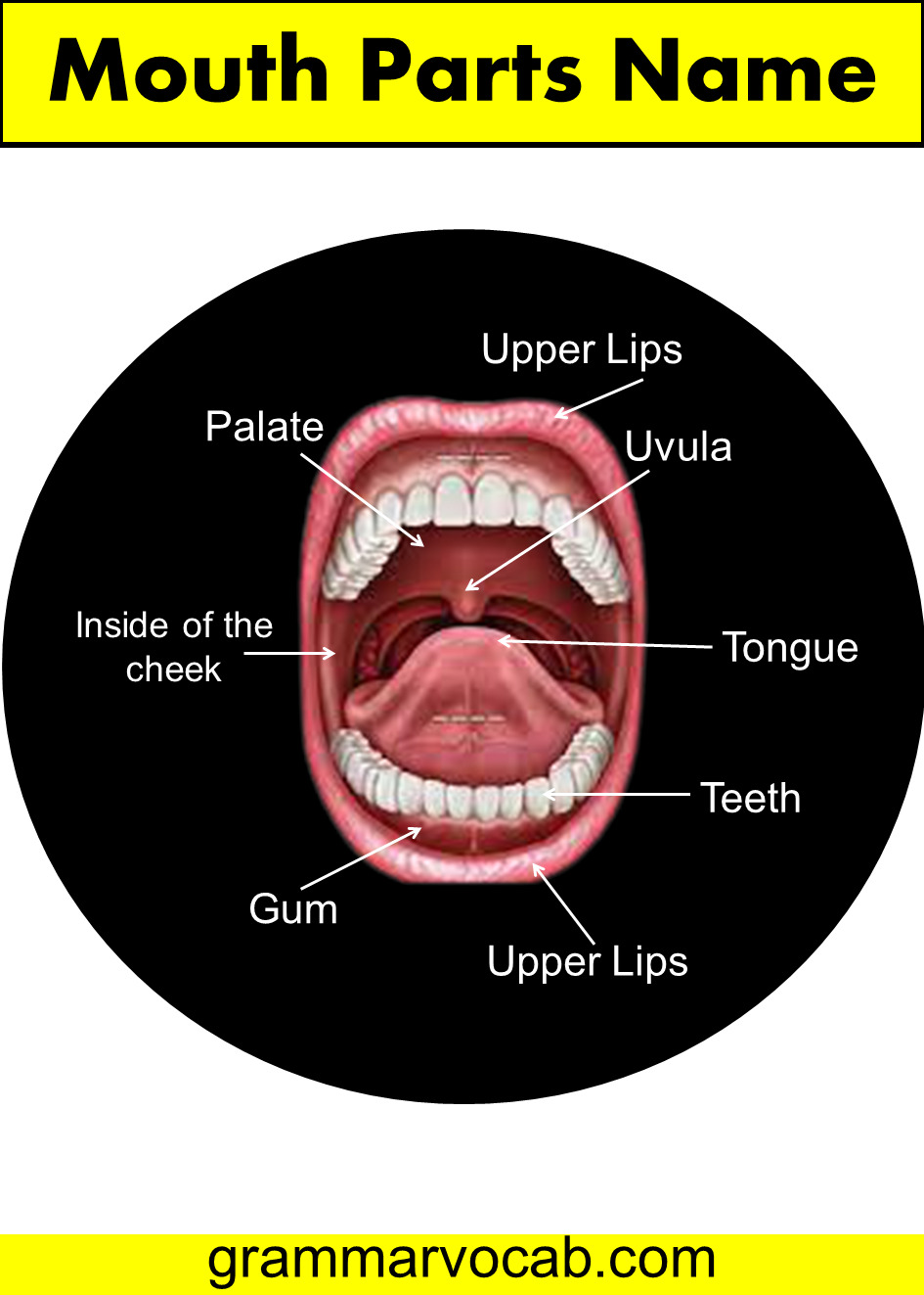 parts of mouth