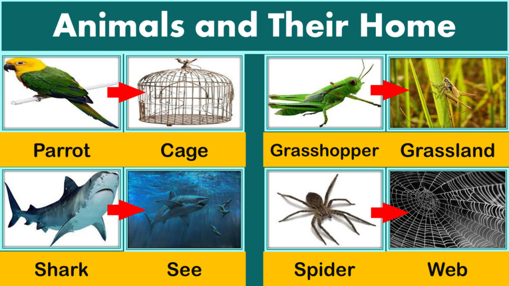 Animal and Their Homes Name | Pictures - GrammarVocab