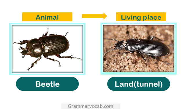 Beetle home