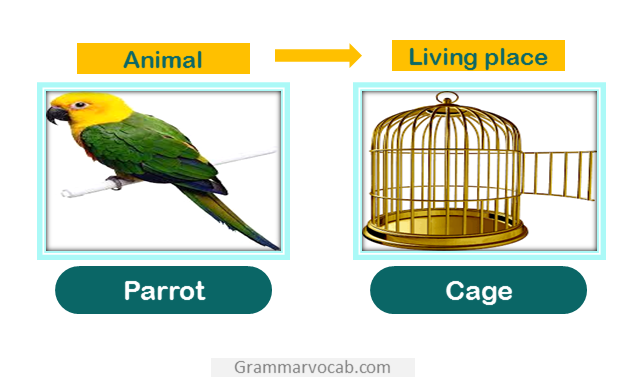 parrot living place