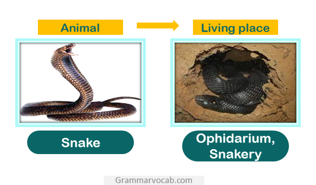 Animal and Their Homes Name | Pictures - GrammarVocab