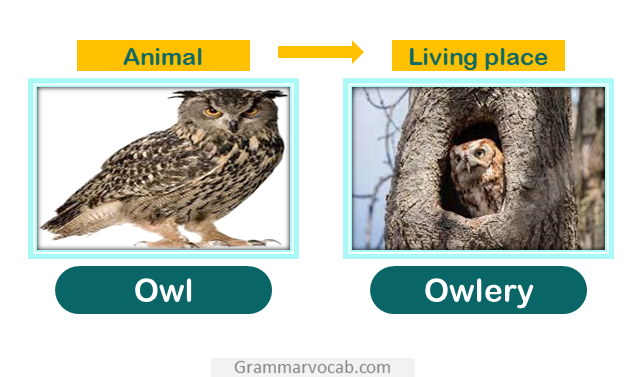 owl home