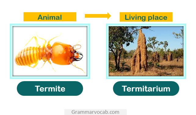 Termite home