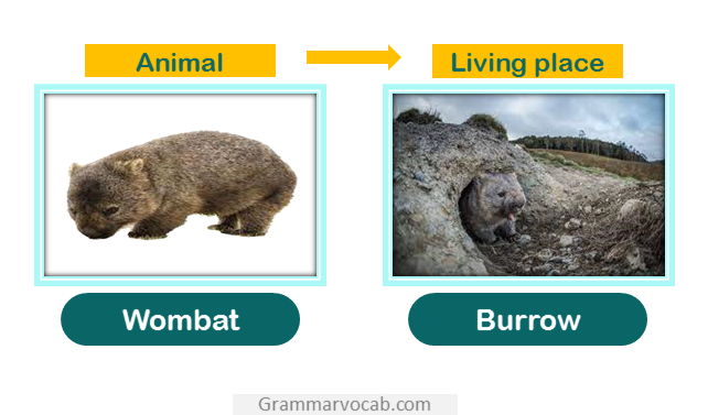 Wombat home