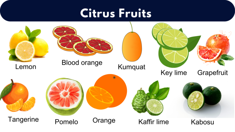 List of All Citrus Fruits | Citrus Fruits Name With Pictures - GrammarVocab