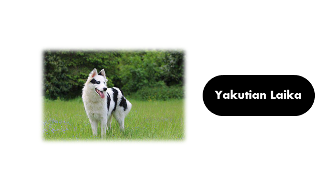 Yakutian Laika