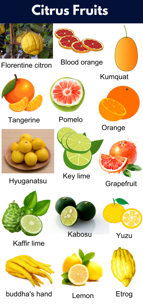 List of All Citrus Fruits | Citrus Fruits Name With Pictures - GrammarVocab