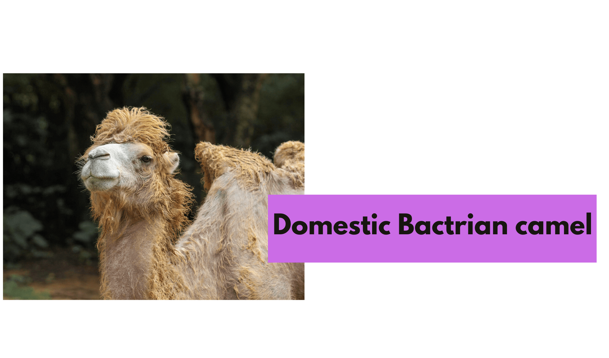 Domestic Bactrian camel