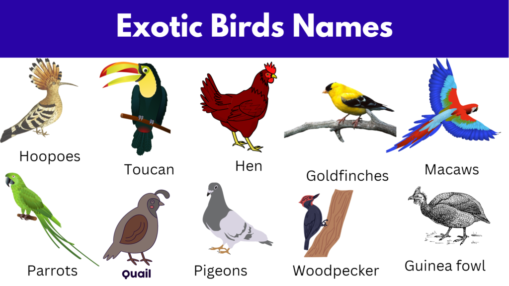 Exotic Birds Names And Pictures PDF GrammarVocab