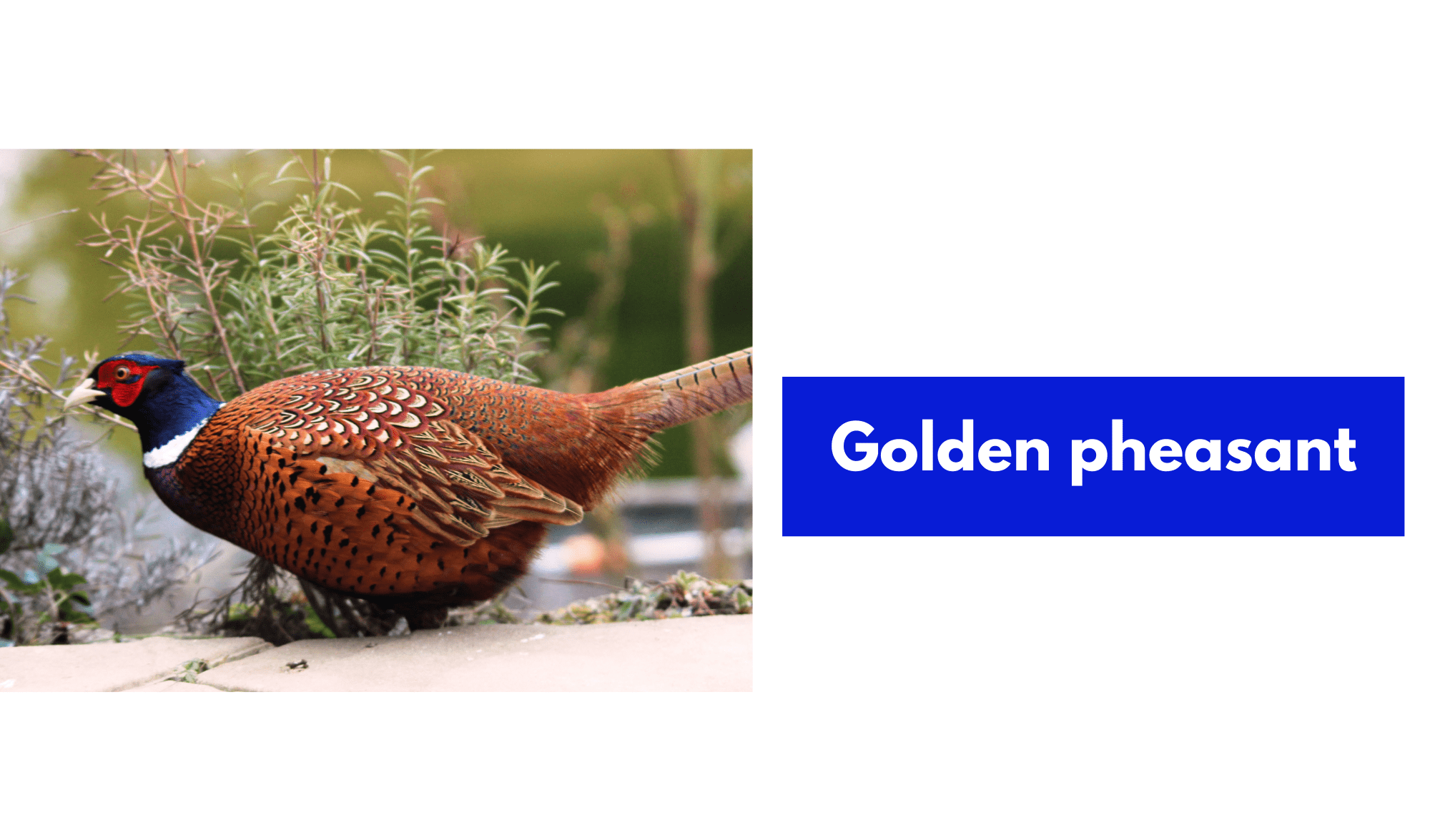 Golden pheasant