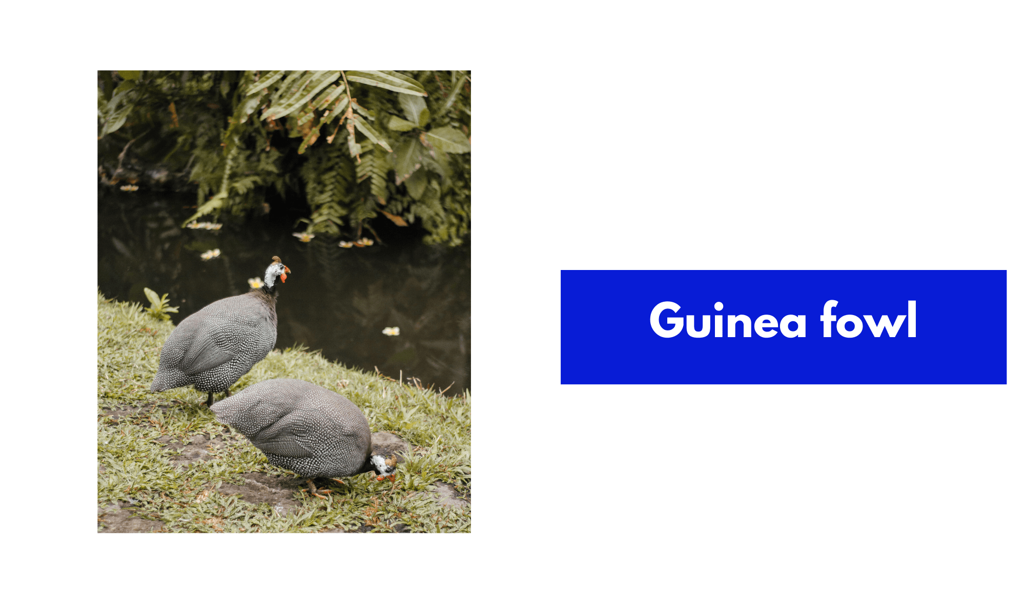 Guinea fowl