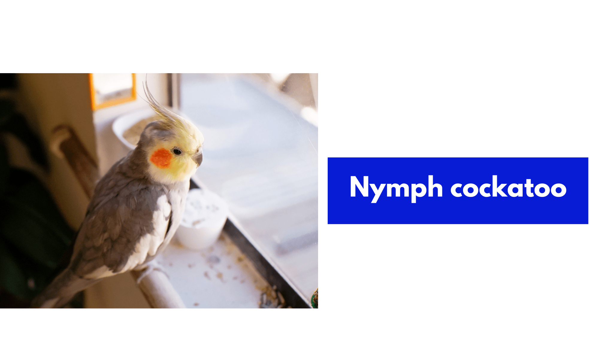Nymph cockatoo