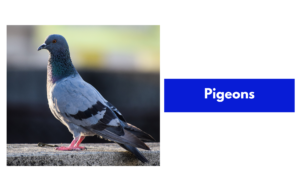 Exotic Birds Names And Pictures | PDF - GrammarVocab