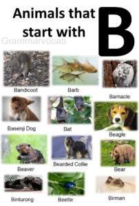 All Animals That Start With B List And Images - GrammarVocab