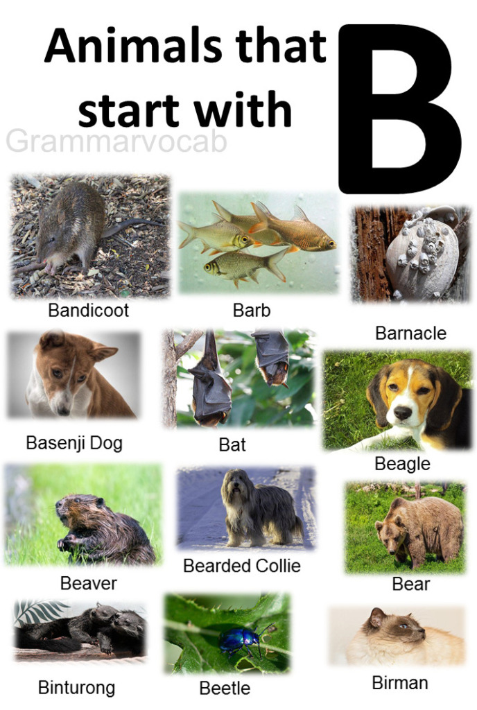 All Animals That Start With B List And Images - GrammarVocab