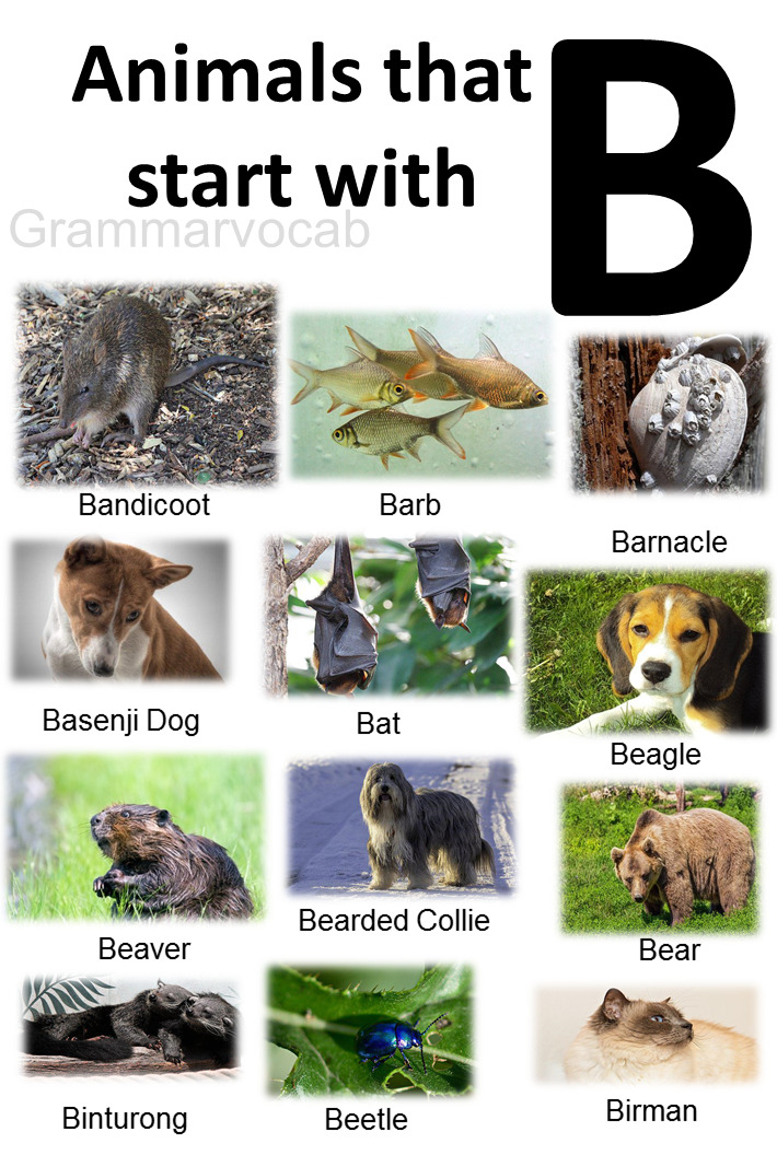 All Animals That Start With B List And Images GrammarVocab