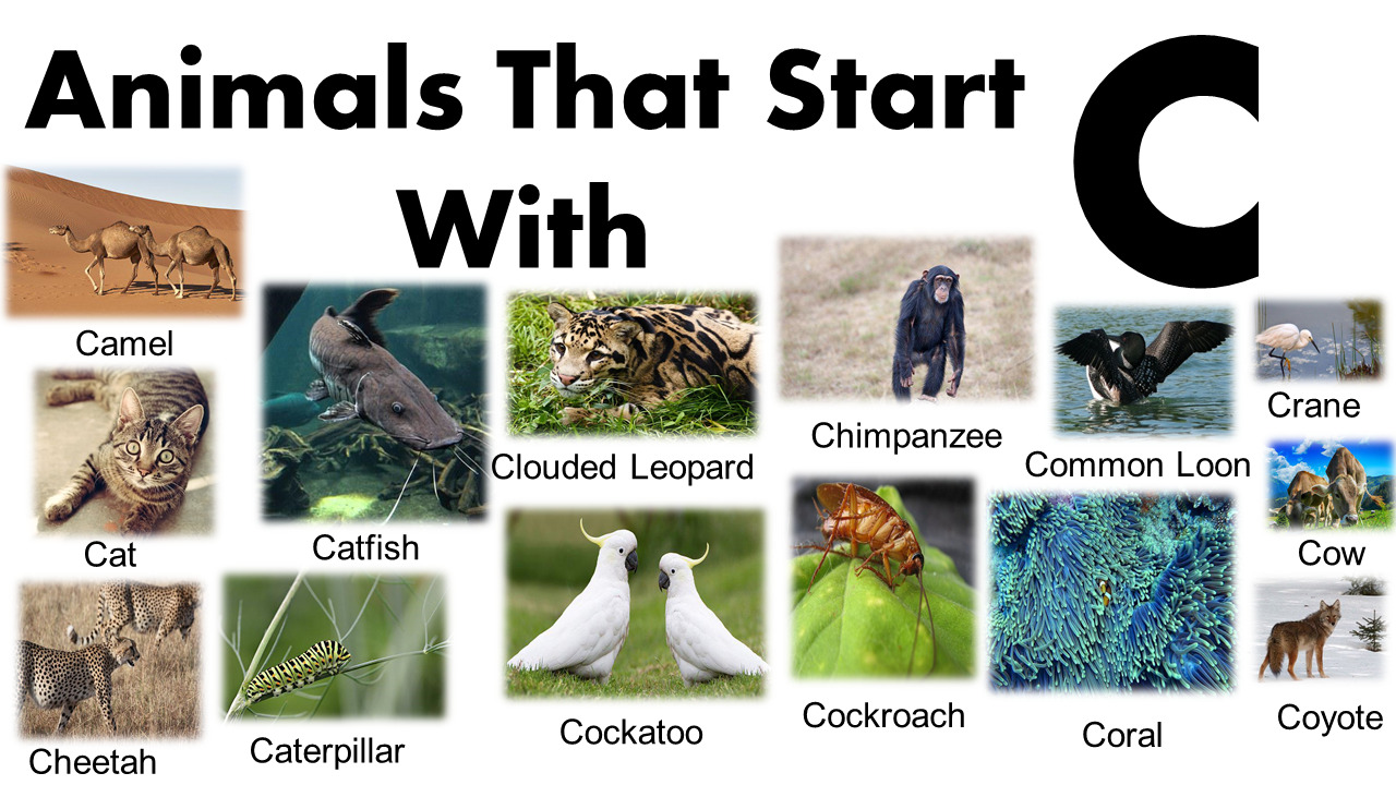 Animals That Start With A C