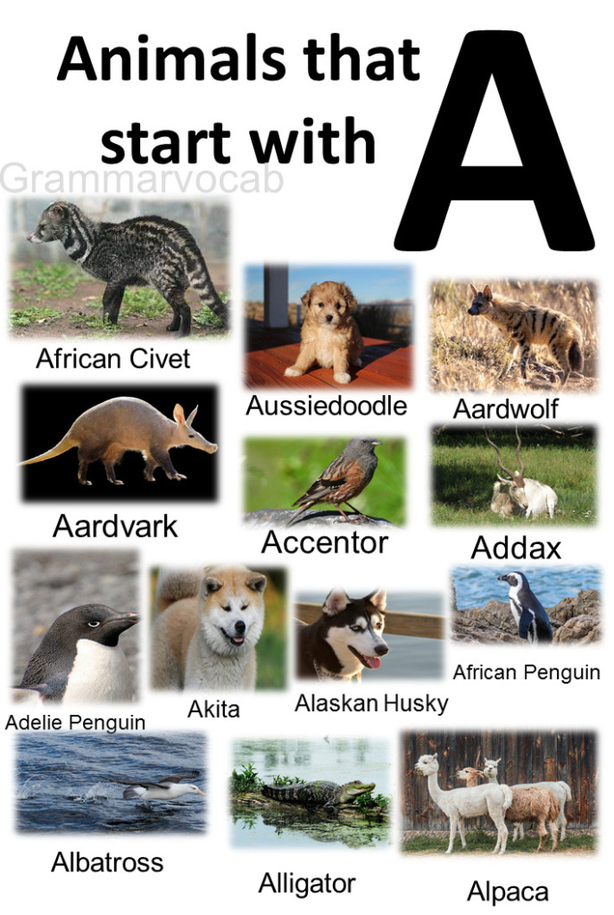 All Animals That Start With A List And Images - GrammarVocab