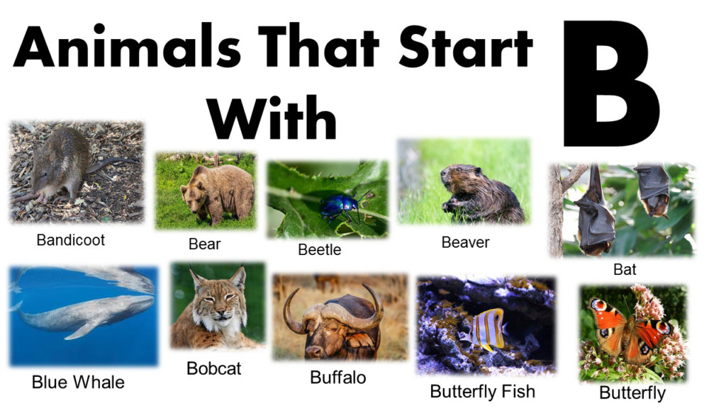 All Animals That Start With B List And Images - GrammarVocab