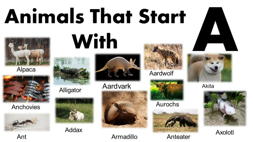 All Animals That Start With A List And Images - GrammarVocab