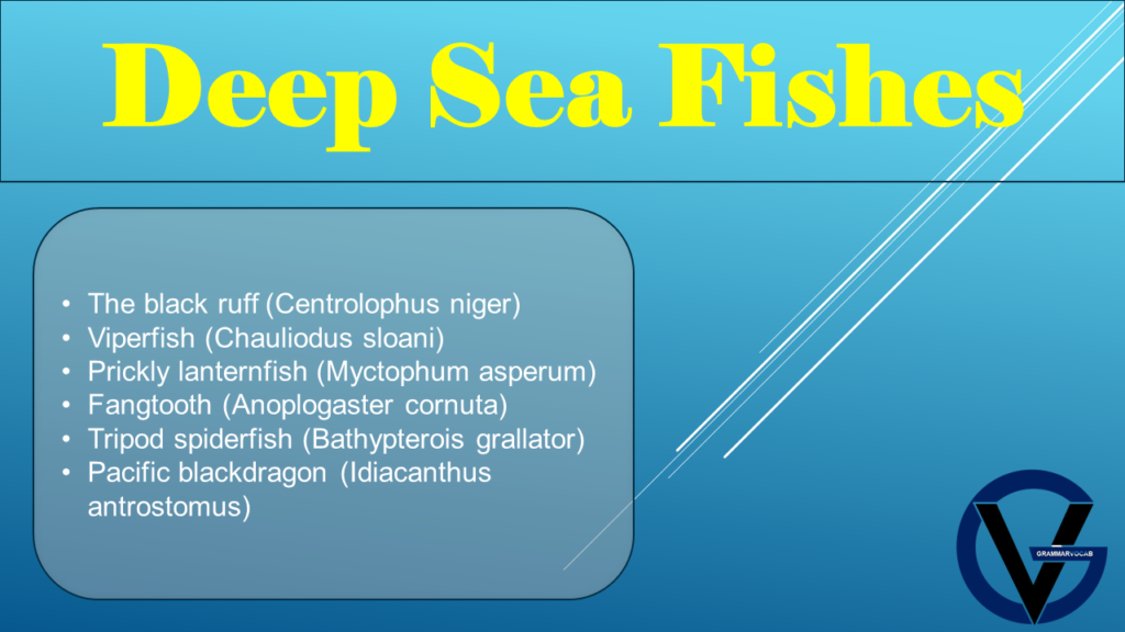 Deep Sea Fishes List