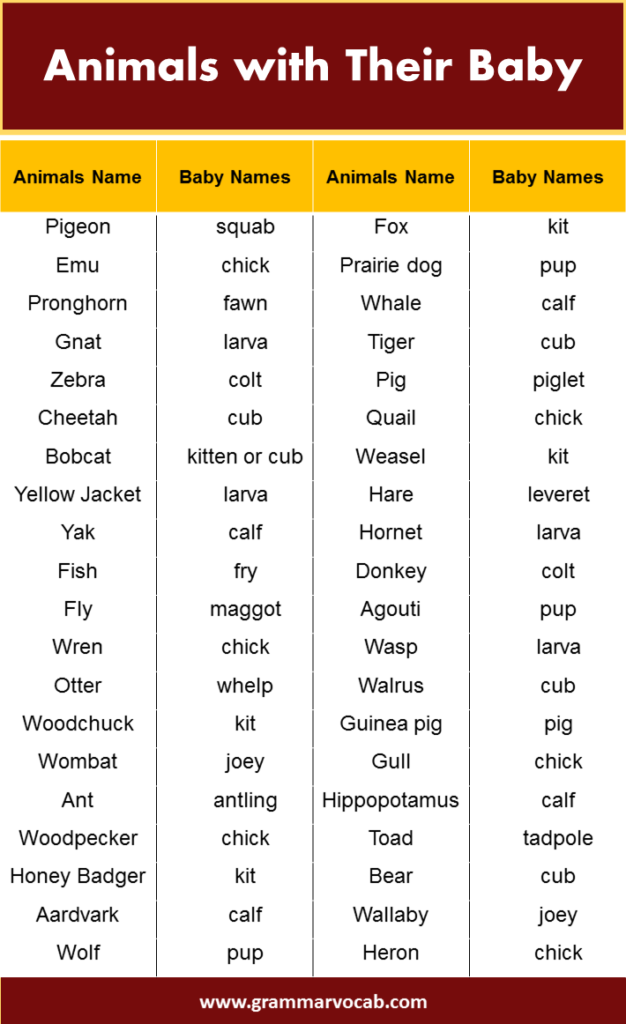 Animals with Their Baby Name - GrammarVocab