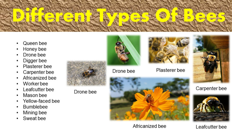 What Are the Different Types of Bees - GrammarVocab